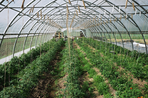 Greenhouse Plastic Sheeting- Which Type Should You Use?