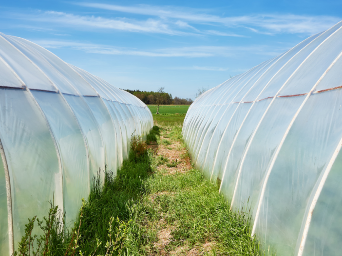 Is Black, White, or Clear Plastic Sheeting Better for Greenhouse Covers