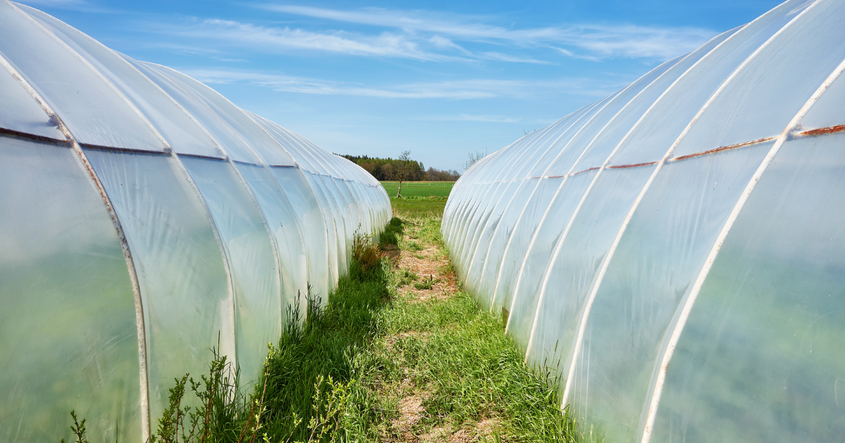 Is Black, White, or Clear Plastic Sheeting Better for Greenhouse Covers