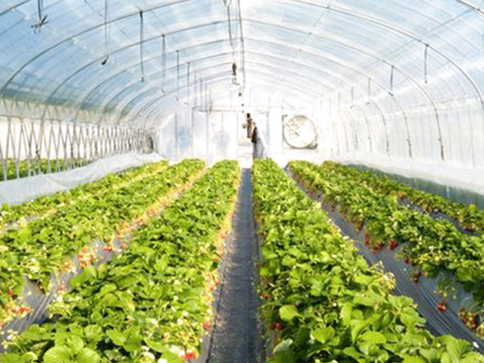 Outdoor greenhouse plastic sheeting is the best solution for greenhouses.