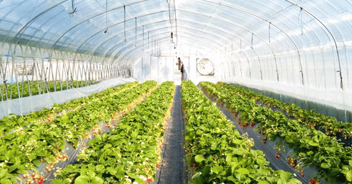 Outdoor greenhouse plastic sheeting is the best solution for greenhouses.