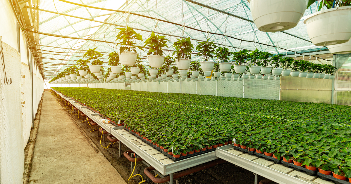 What is UV Resistant Greenhouse Plastic Sheeting?